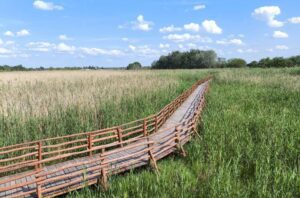 Nádirigó tanösvény Tiszakécske